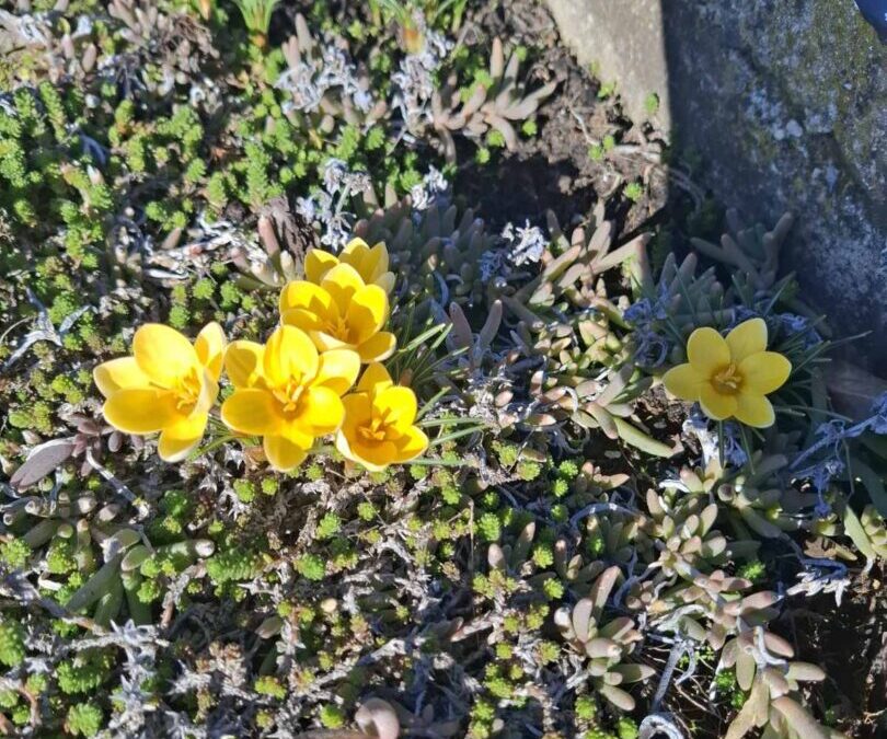 I ove smo se školske godine uključili u projekt Šafran.